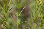 San Antonio false foxglove